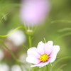 コスモスの開花
