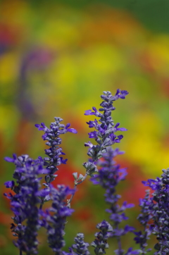 夏の紫色の花６