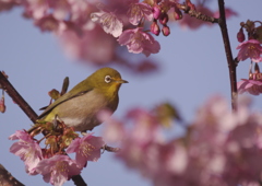 桜の木の中のめじろ