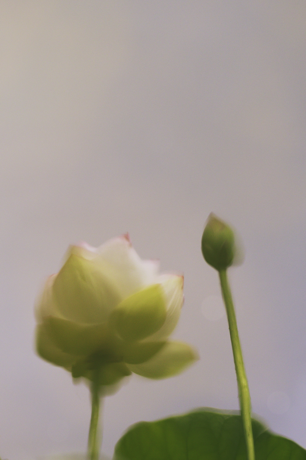 水鏡に映る蓮の花