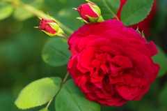 親子の薔薇