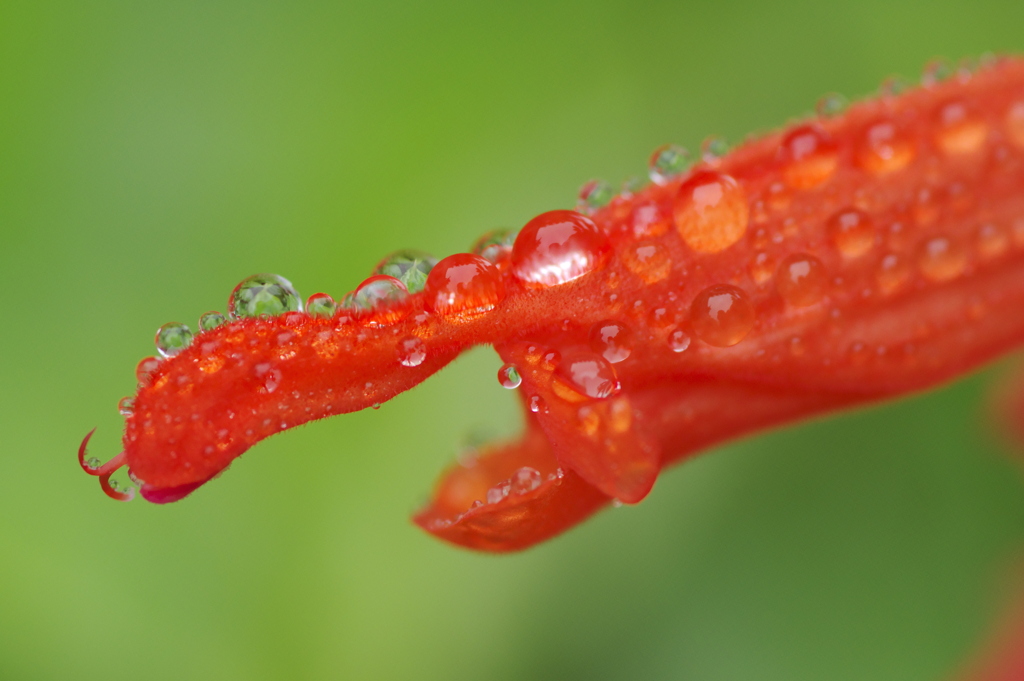 水滴のついたサルビアの花