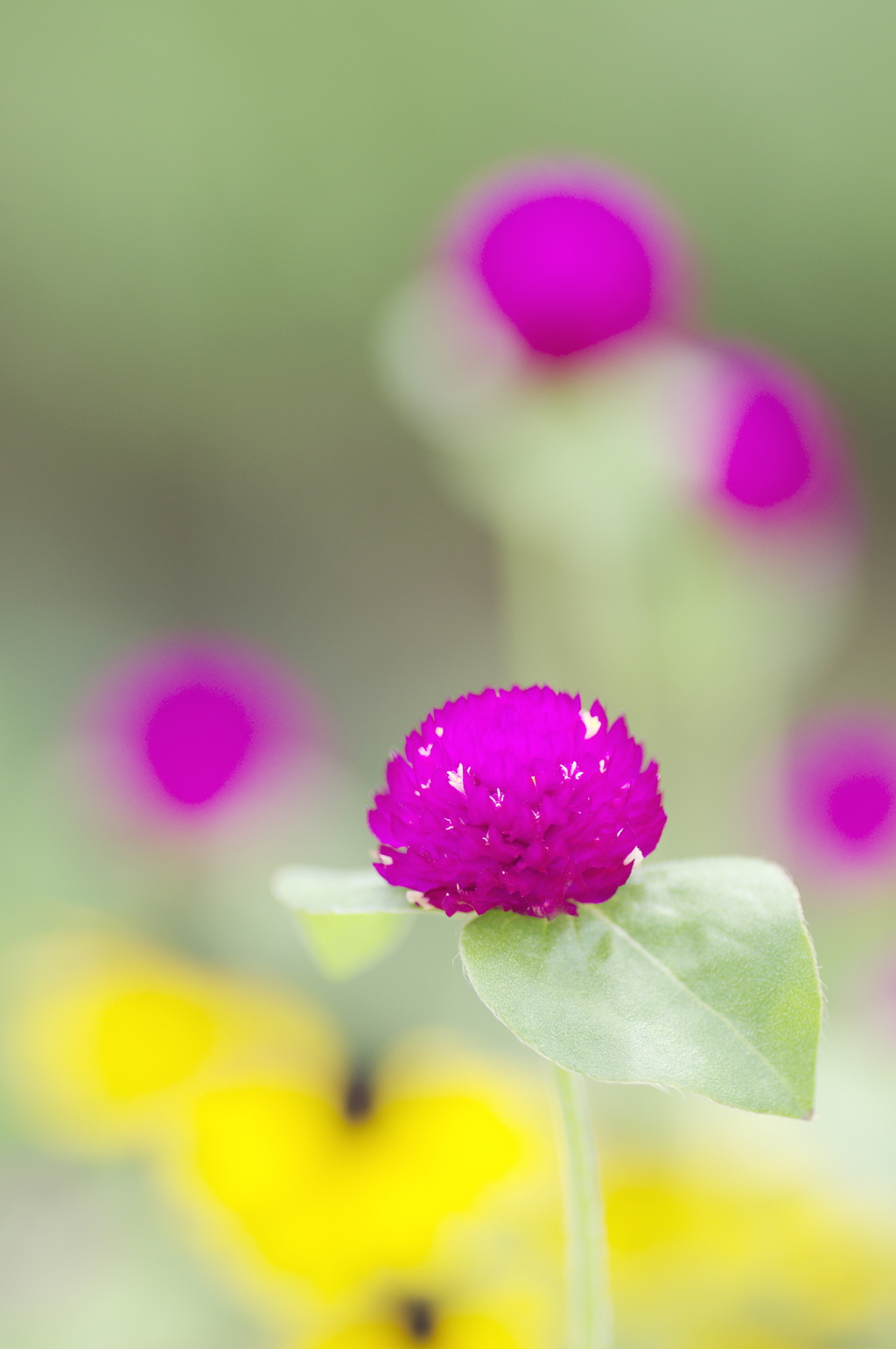 道端の花