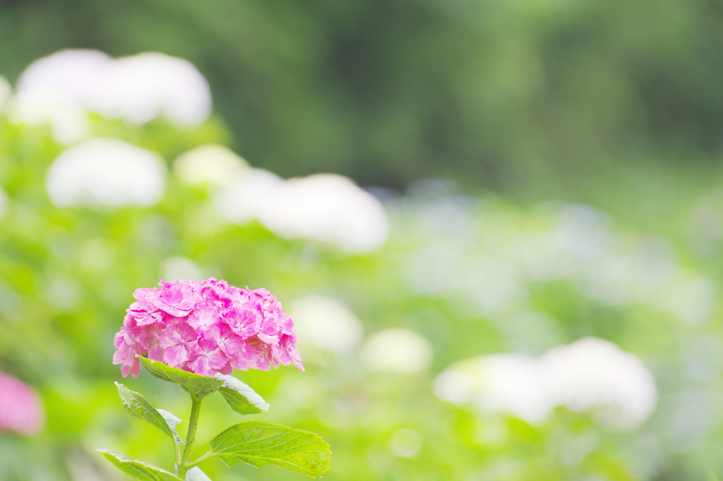 アジサイロード