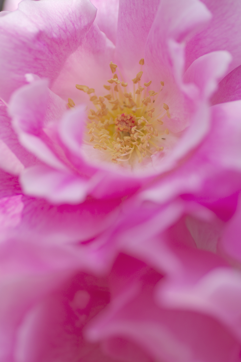 ピンクの薔薇の花芯