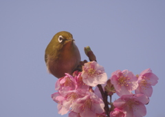 見つめているめじろ