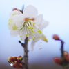 梅の開花