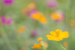 キバナコスモスのある花畑