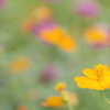 キバナコスモスのある花畑