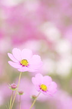 淡い世界