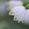 露のついた花