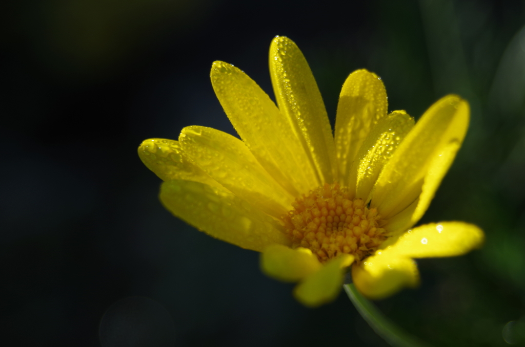 初冬の黄色い花２