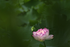 緑に浮かぶ花