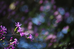 紫の花４