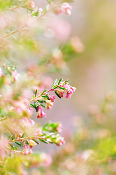 開花間近のジャノメエリカ