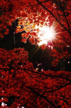 紅葉の光芒