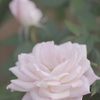 白い薔薇