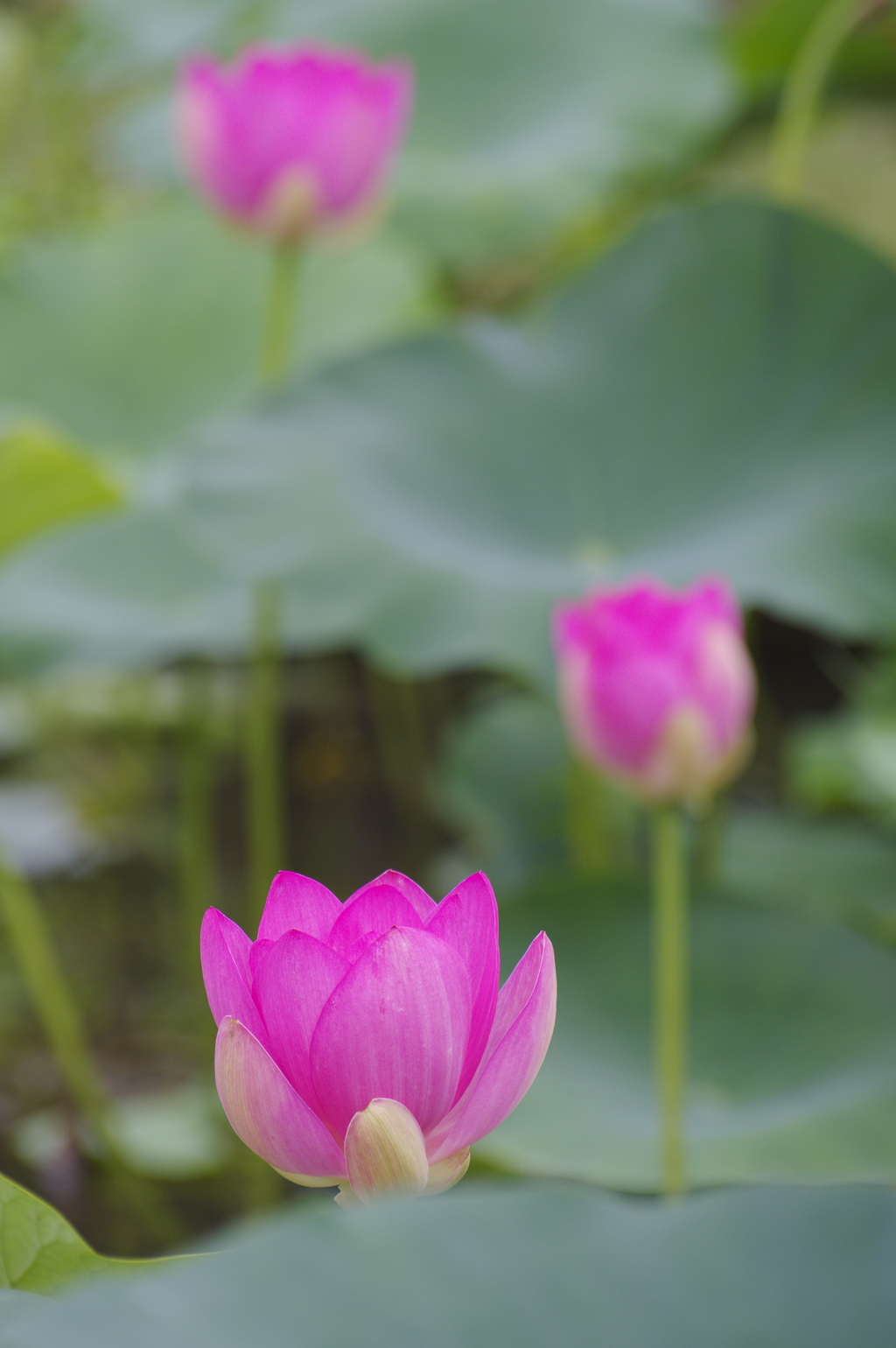 蓮池に咲く花たち