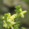 五家原岳の花