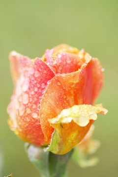 雨に濡れた薔薇