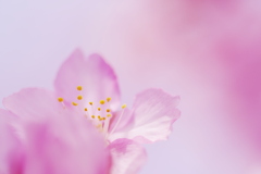 照らされる河津桜