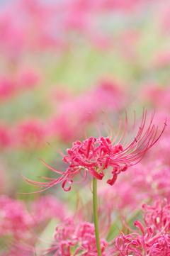 目立った花