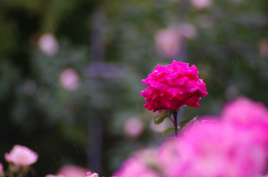 小雨の中の薔薇