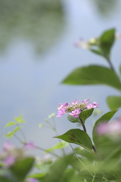 水面を背景に