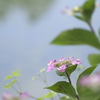水面を背景に