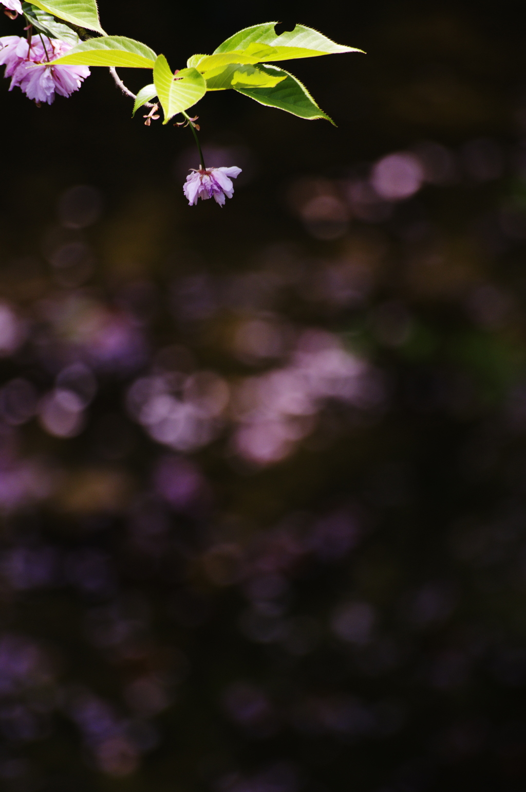 水辺の八重桜