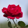 赤い薔薇