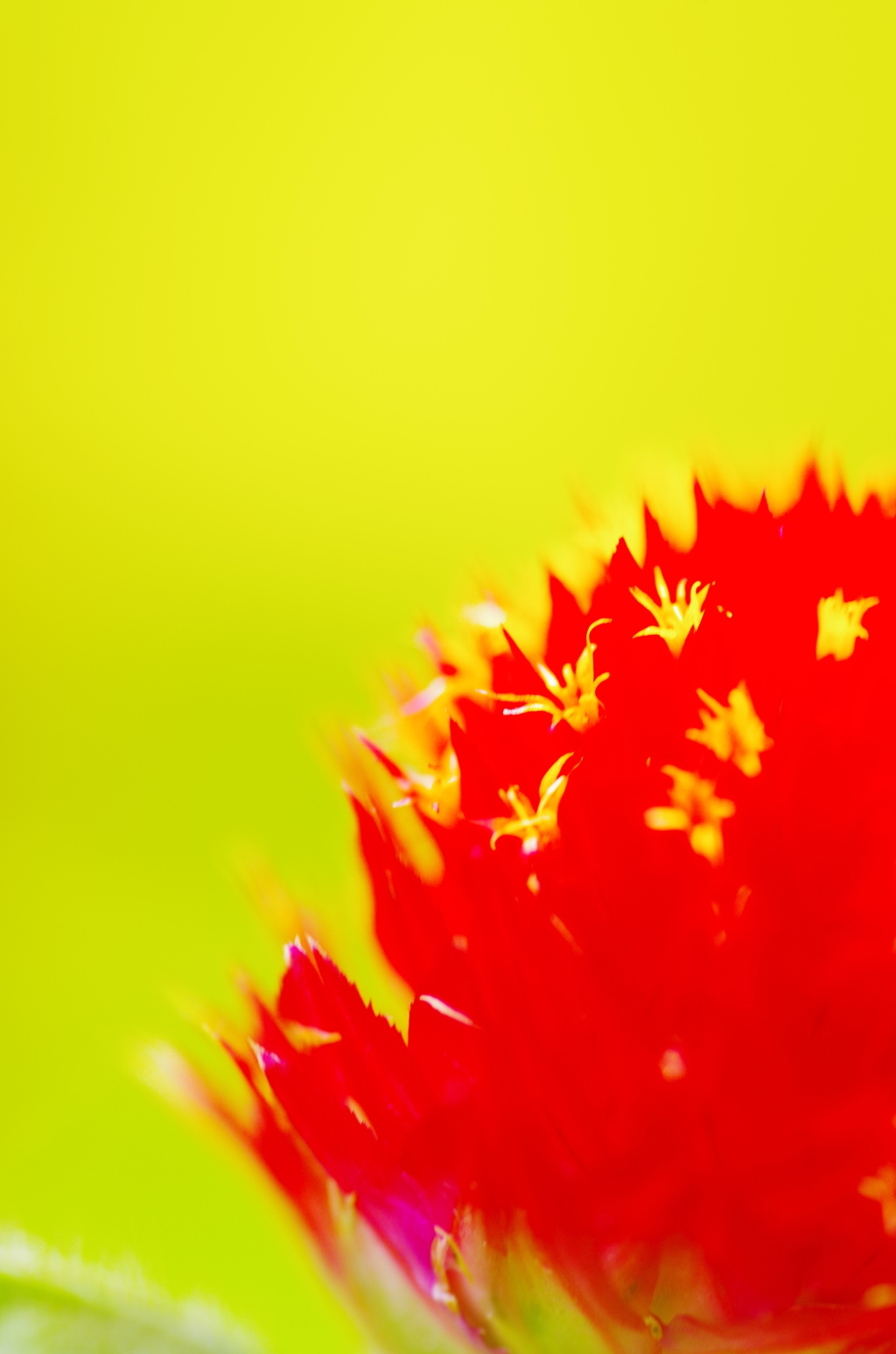 千日紅の花