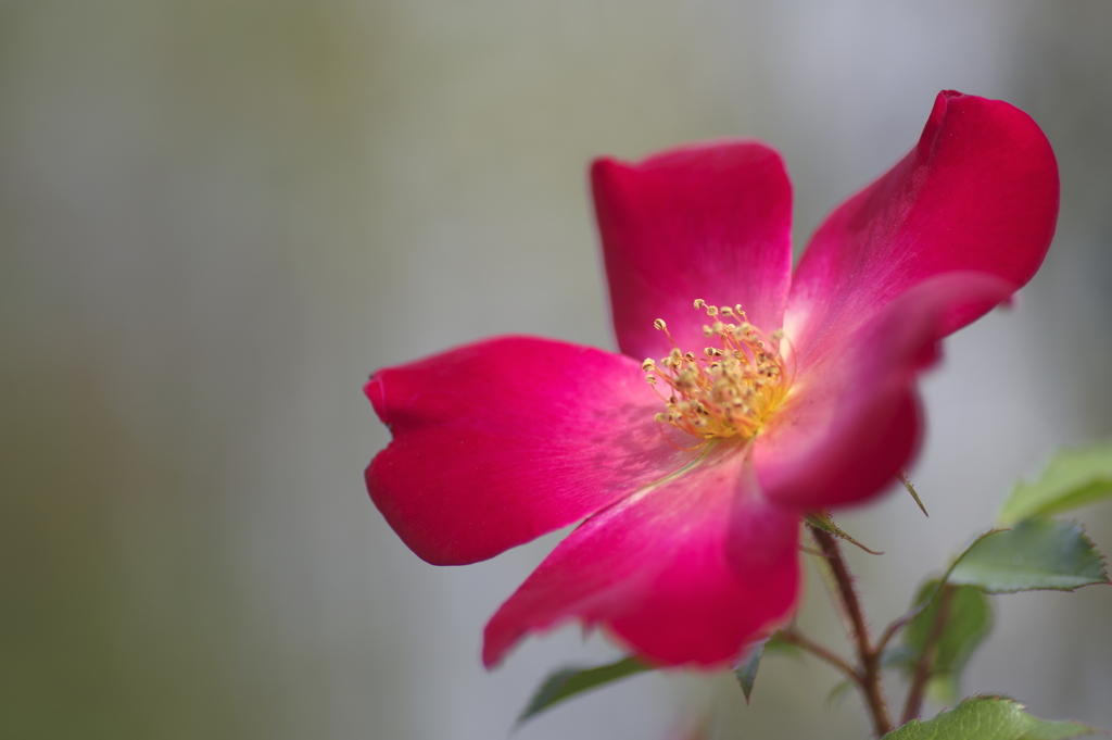 赤い小さな薔薇