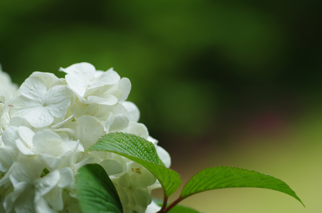 早咲きの紫陽花