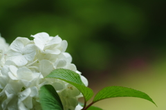 早咲きの紫陽花