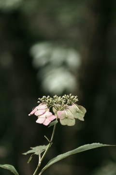 秋の紫陽花