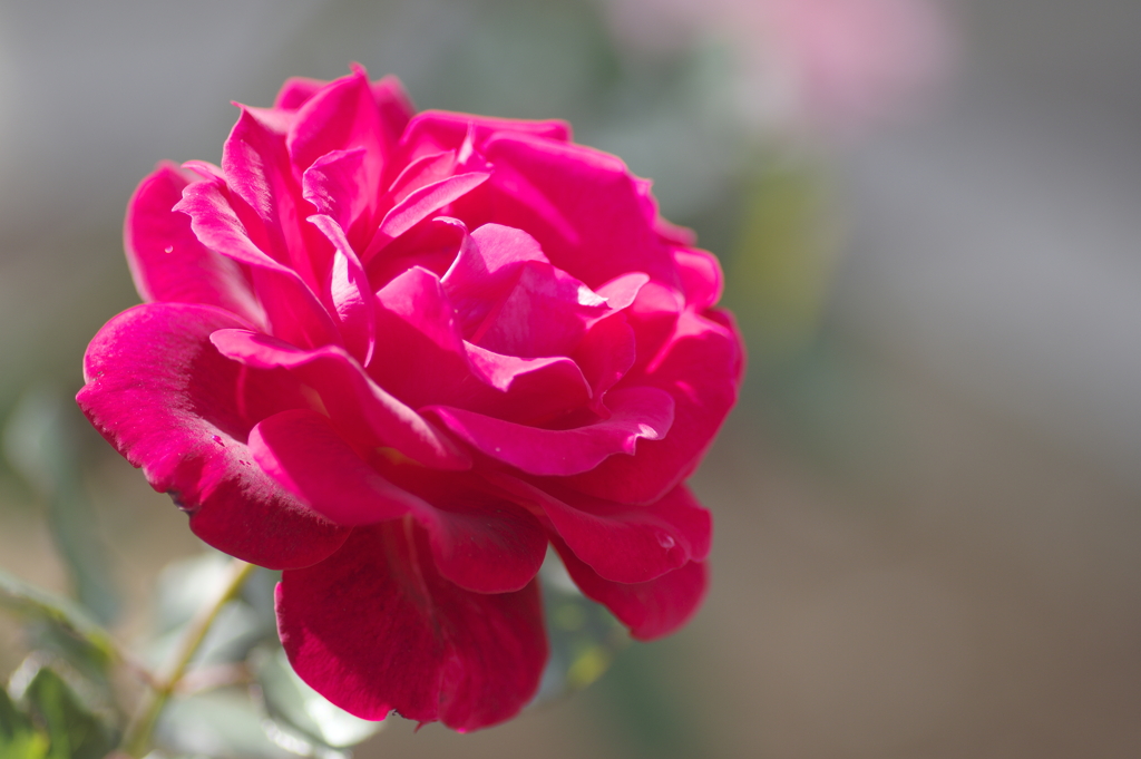 陽のあたった赤い薔薇