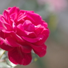 陽のあたった赤い薔薇