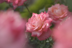 ピンクのバラたち