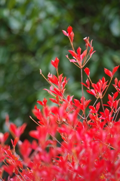 紅葉２