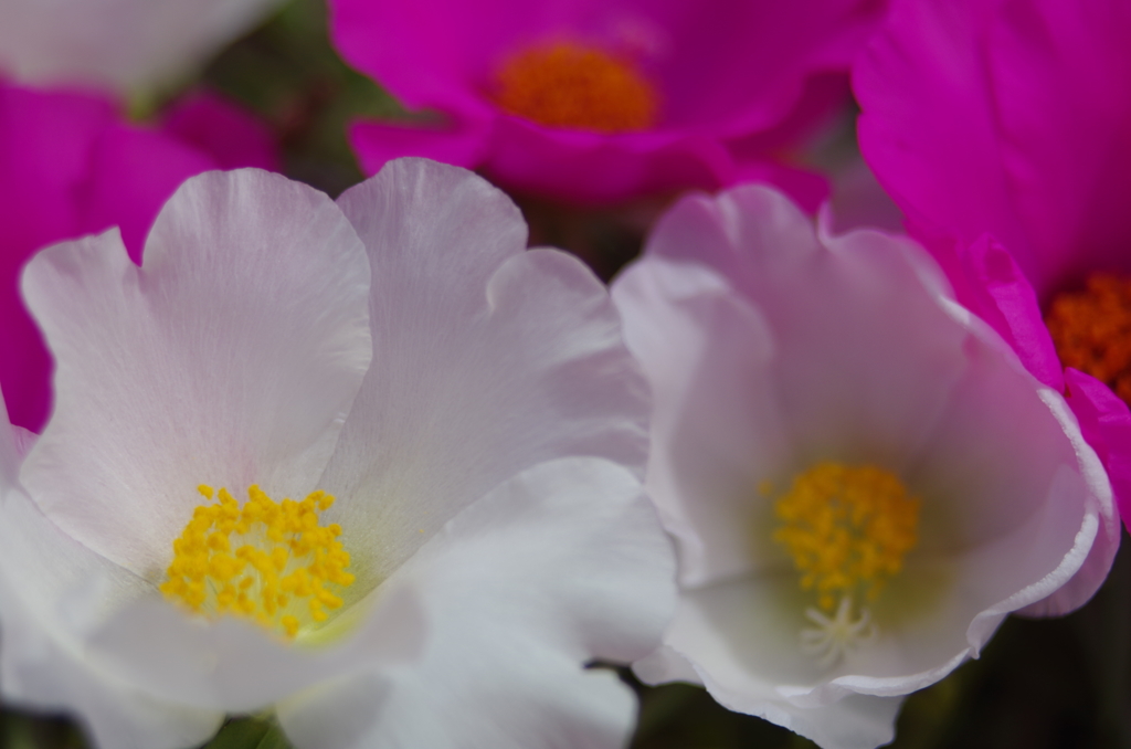 夏の白い花１