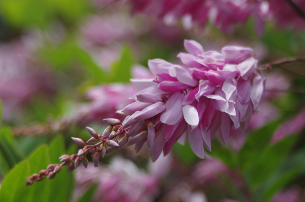 庭に咲く紫の花