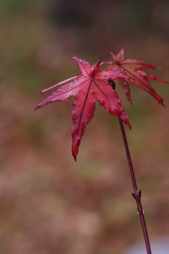冷たい雨に打たれて