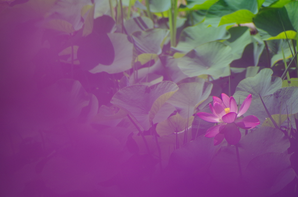 紫陽花の奥の蓮の花