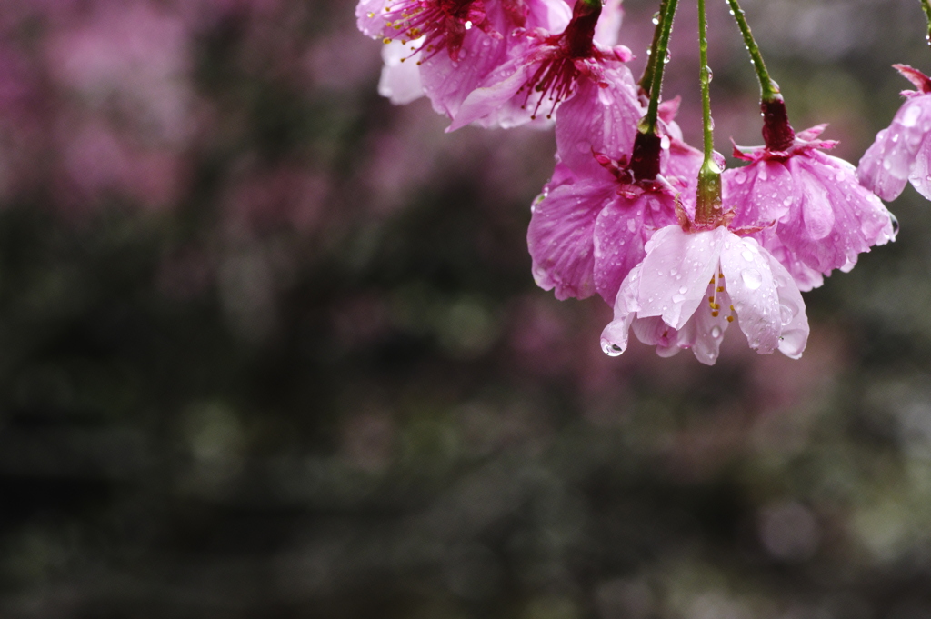 桜の木の向こうにも
