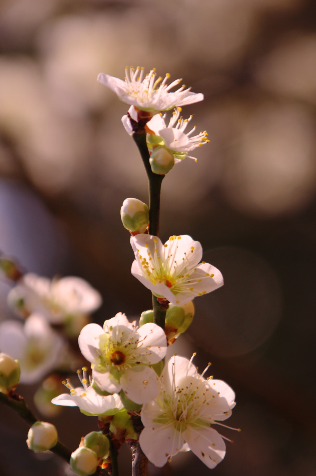 朝を受ける開花した白梅