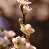 朝を受ける開花した白梅