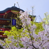 桜満開の神社