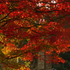 皿山の紅葉