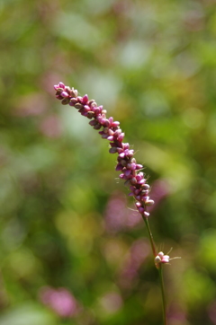 道端の花